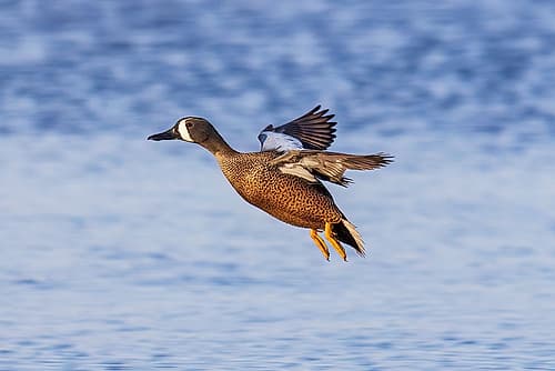 Blue-winged teal landing in wetland, Marion County, Illinois. Art Print